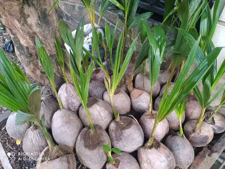 Bibit Kelapa Kopyor Terdekat